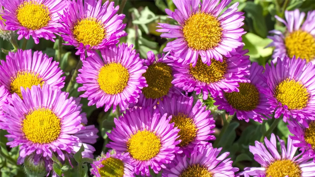 Feinstrahl - Einpflanzen im Garten (Thumbnail).jpg Feinstrahl - Einpflanzen im Garten (Thumbnail).jpg