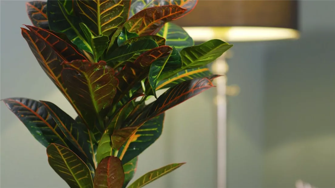 Wunderstrauch- Thumbnail.jpg