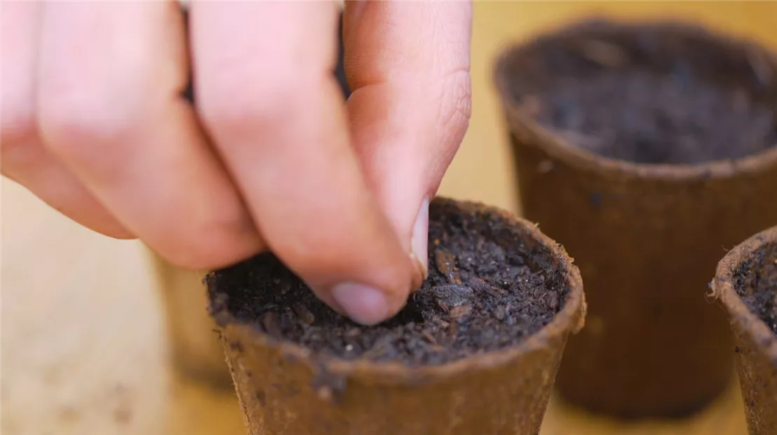 Zucchini - Aussaat (Thumbnail2).jpg