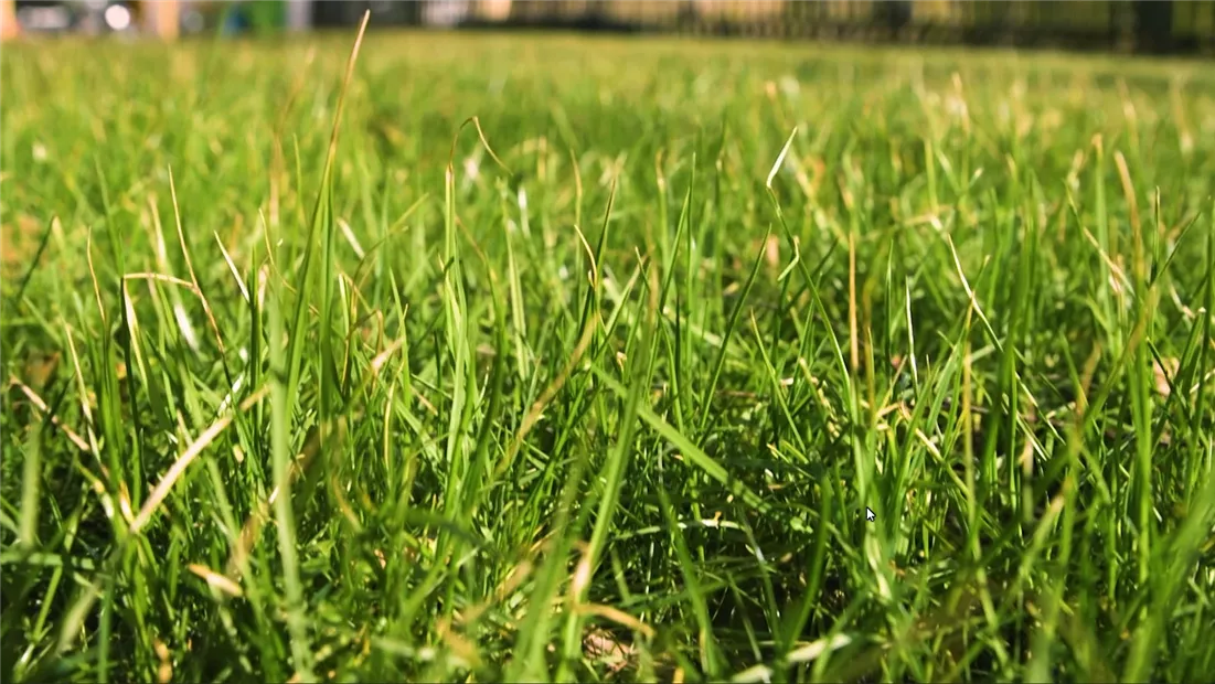 Rasen anlegen (Thumbnail).jpg