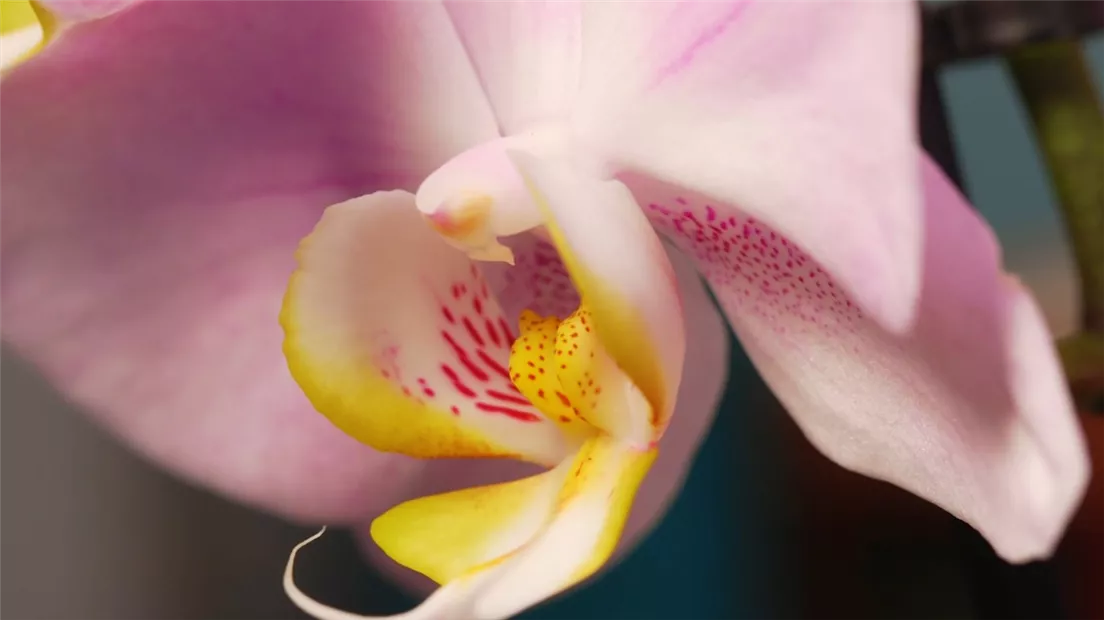 Zimmerpflanzenportrait Orchidee (Thumbnail).jpg