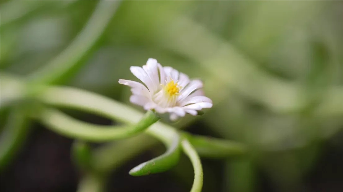 Kriechende Mittagsblume - Einpflanzen im Garten (Thumbnail).jpg