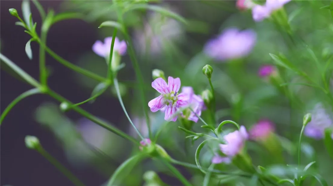 Sommer Schleierkraut - Einpflanzen im Garten (Thumbnail).jpg
