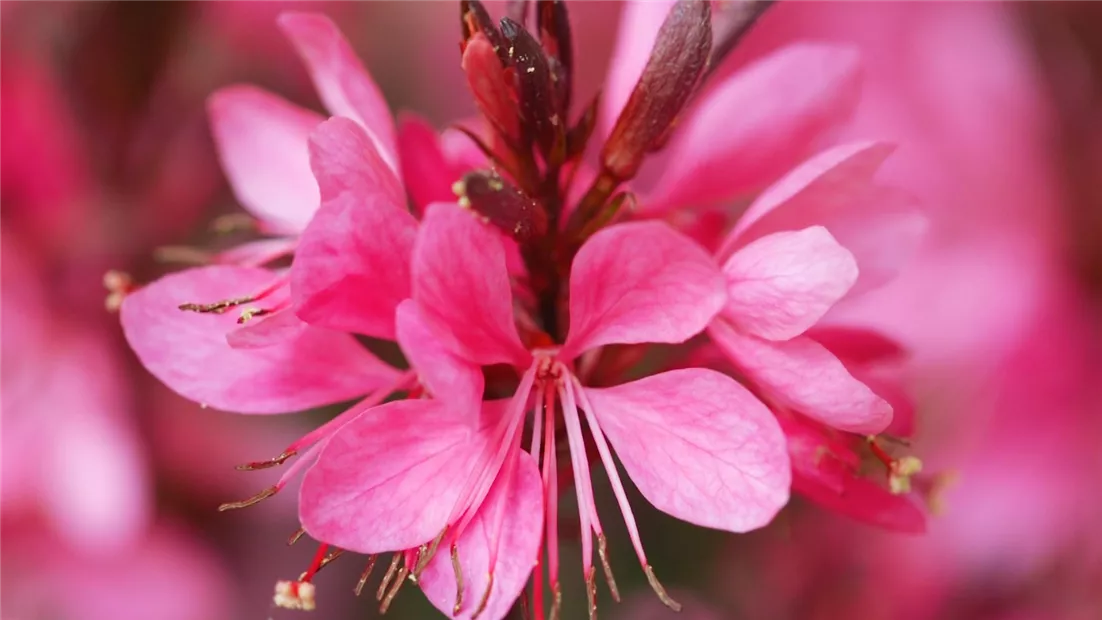 Prachtkerze - Einpflanzen im Garten (Thumbnail).jpg