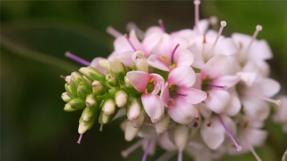 Strauchveronika - Einpflanzen im Garten (Thumbnail).jpg