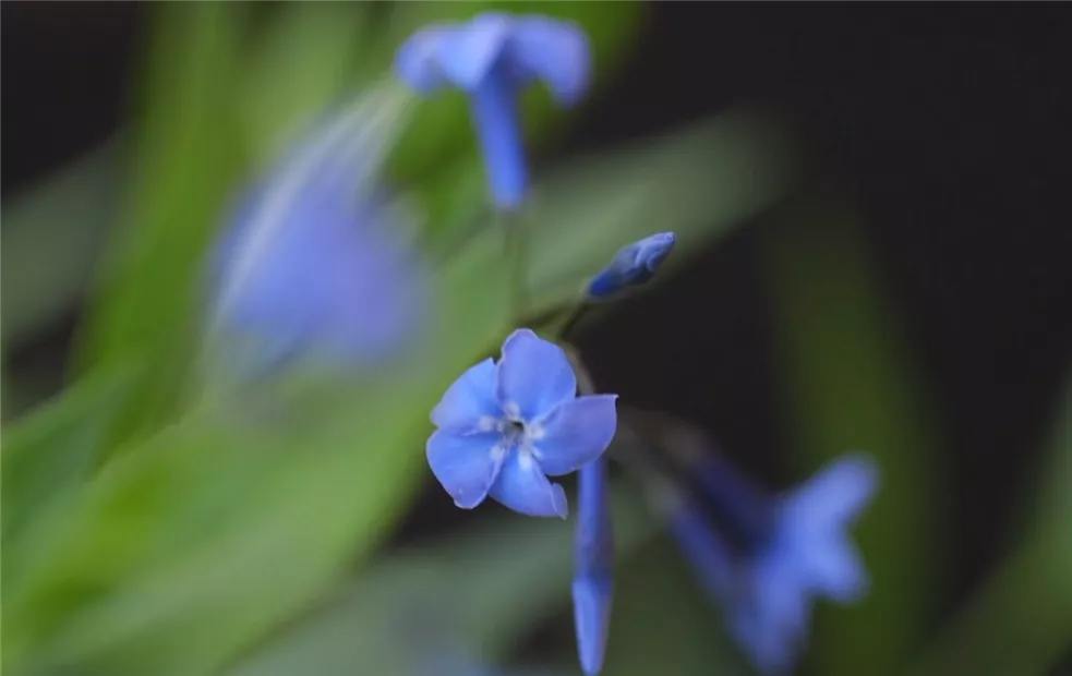 Texas Blaustern - Einpflanzen im Garten (Thumbnail).jpg