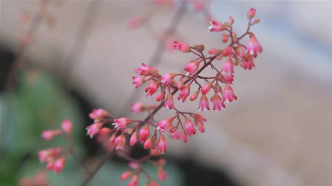 Echtes Purpurglöckchen (Heuchera)- Einpflanzen im Garten (Thumbnail).jpg