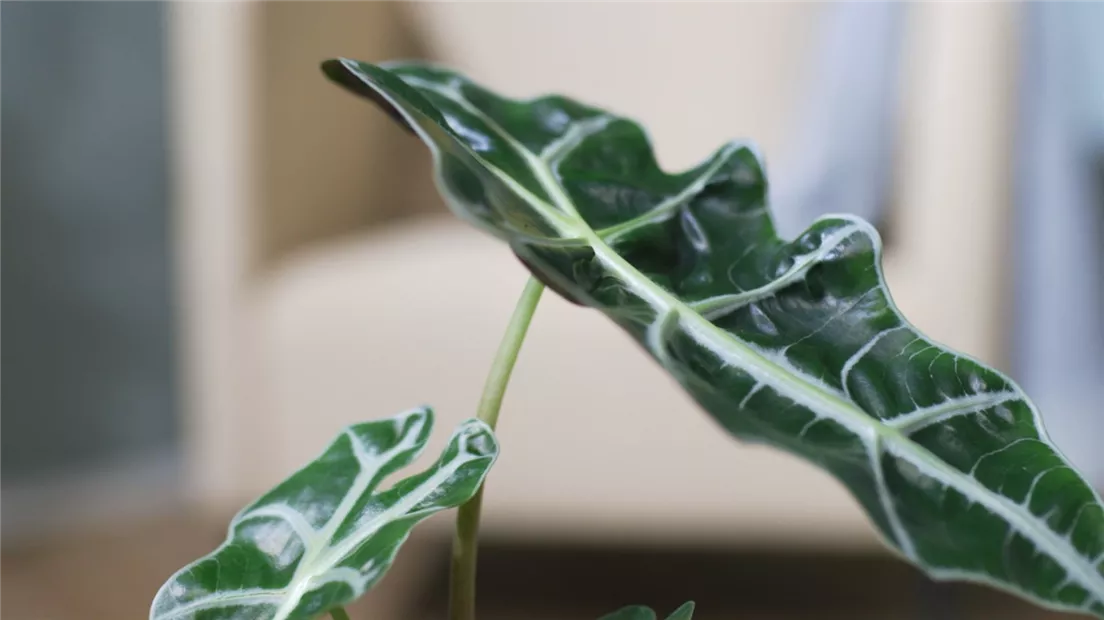 Pfeilblatt - Umtopfen (Thumbnail).jpg