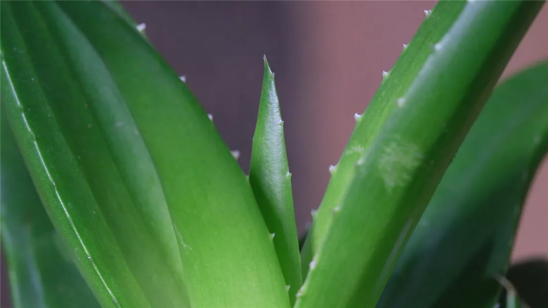 Ashampoo_Snap_Dienstag, 21. Juni 2022_10h17m42s_004_.jpg