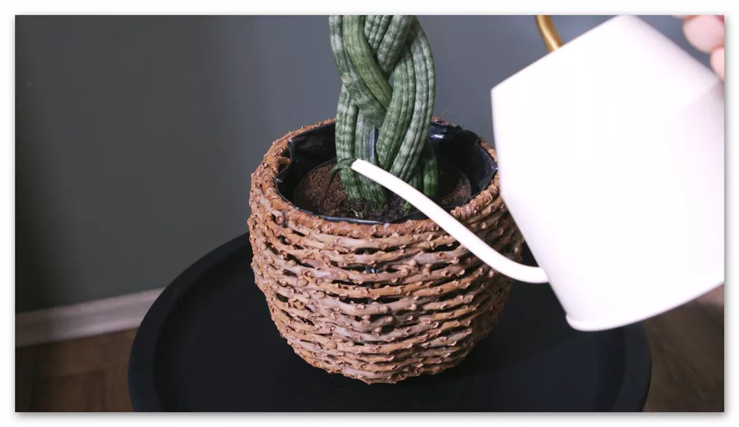 Bogenhanf Spaghetti - Umtopfen (Thumbnail).jpg