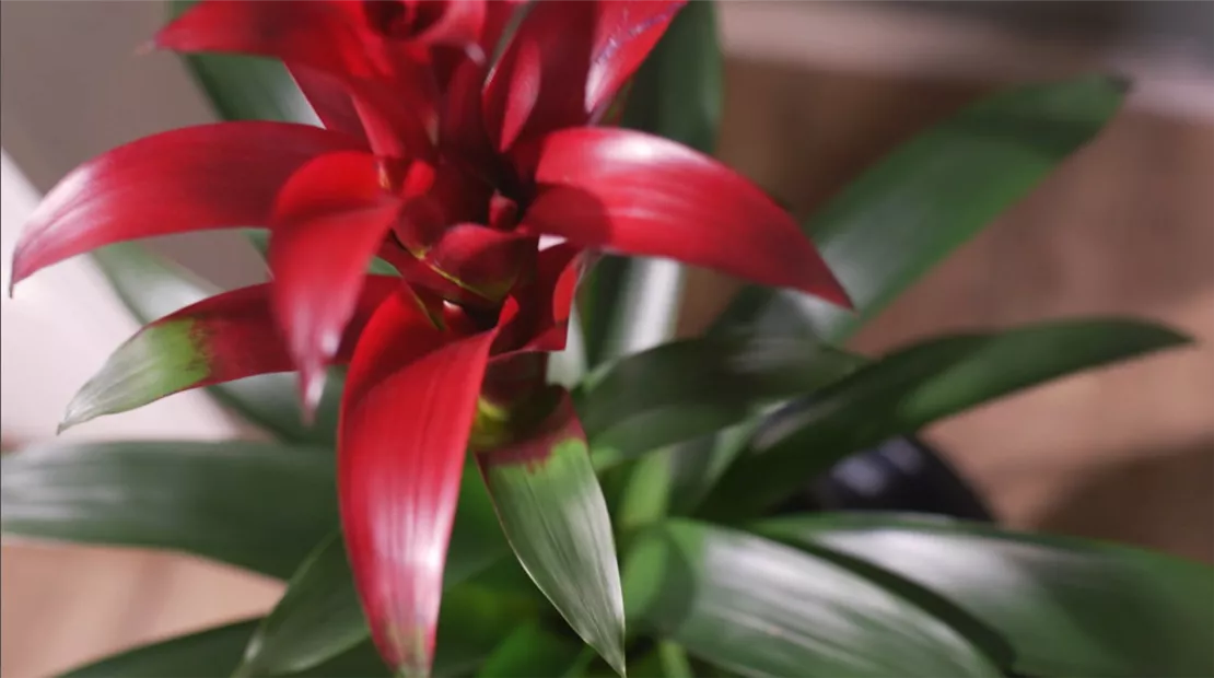 Zimmerpflanzenportrait Bromelie rot (Thumbnail).jpg