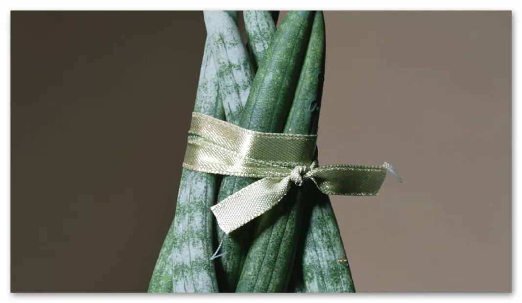 Zimmerpflanzenportrait- Bogenhanf (Thumbnail).jpg