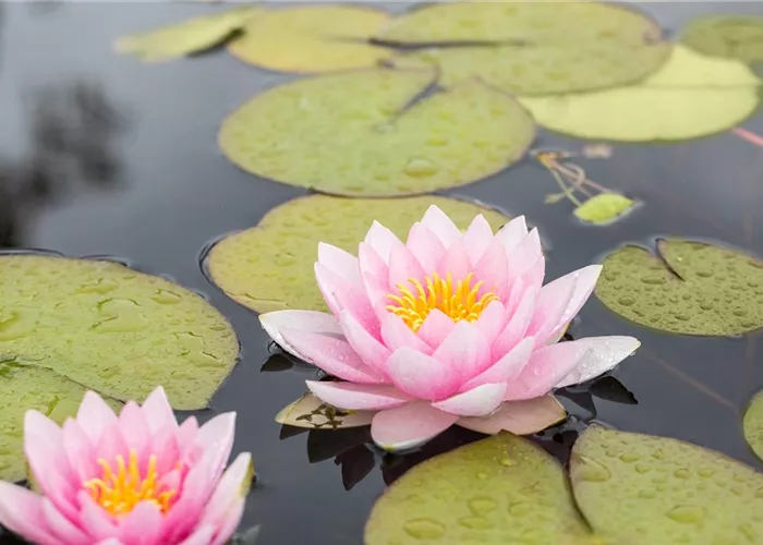 Teichtechnik Teichtechnik