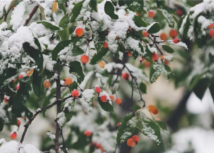 Winterschutz Winterschutz