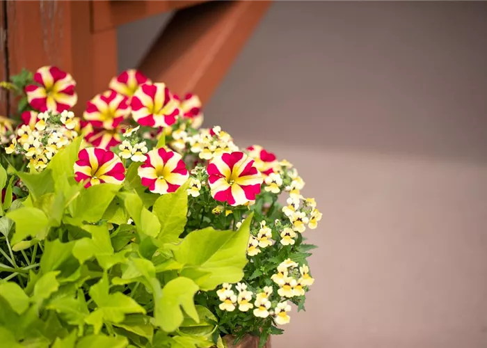 Balkonpflanzen Balkonpflanzen