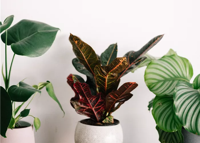 Zimmerpflanzen Zimmerpflanzen