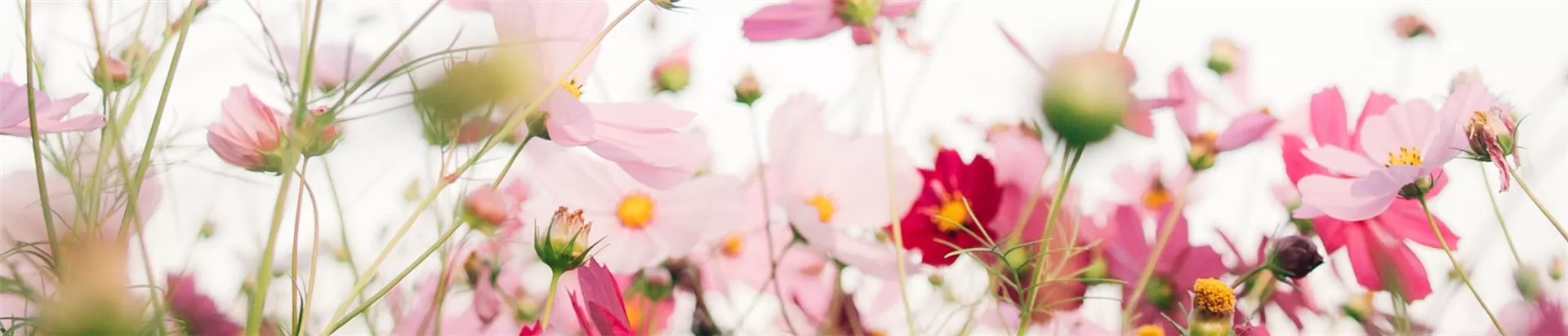 tomoko-uji-Oq6Mdb4o6vA-unsplash-0-2387-2080-445.jpg tomoko-uji-Oq6Mdb4o6vA-unsplash-0-2387-2080-445.jpg