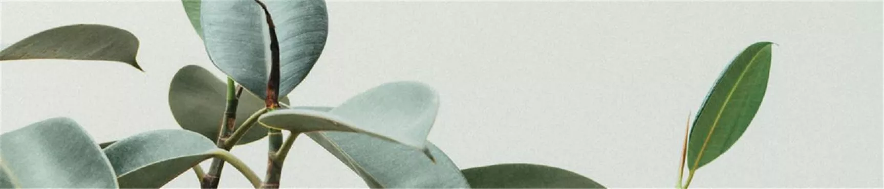 Schleys_Bild_01-0-350-1920-411.jpg Schleys_Bild_01-0-350-1920-411.jpg