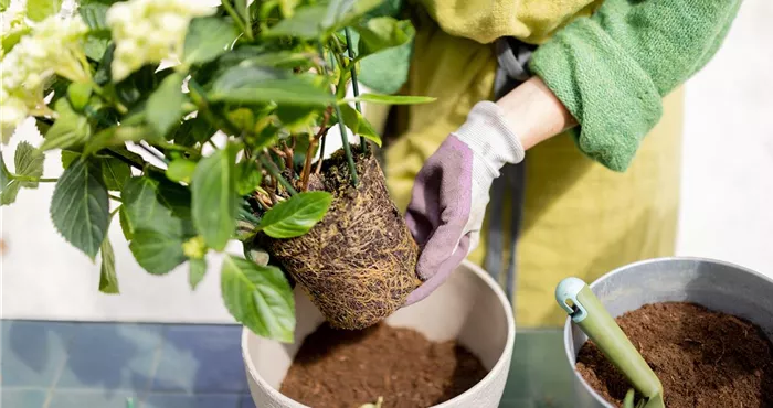 Bepflanzung & Auftragsarbeiten Bepflanzung & Auftragsarbeiten