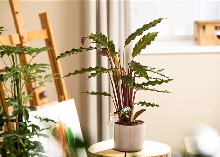 Blumengefäße für Innen Blumengefäße für Innen