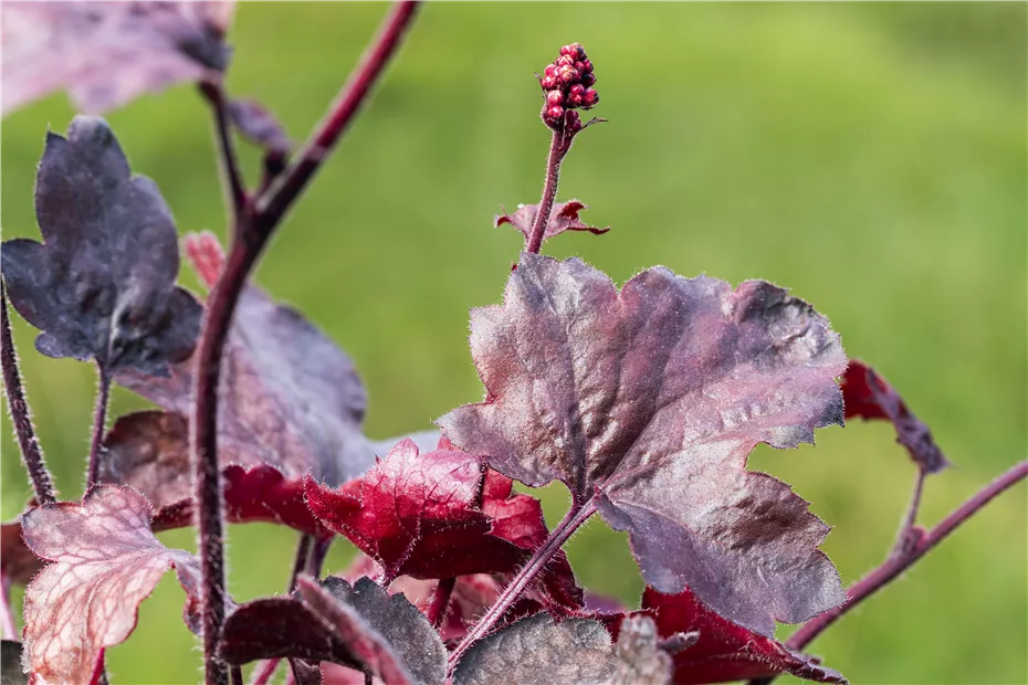 Silberglöckchen - Einpflanzen im Garten (thumbnail).jpg