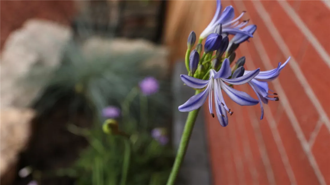 Schmucklilie - Einpflanzen in den Garten (thumbnail).jpg