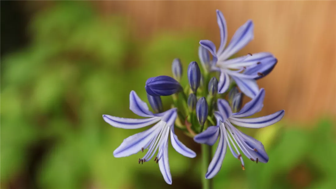 Afrikanische Schmucklilie - Einpflanzen in ein Gefäß (Thumbnail).jpg