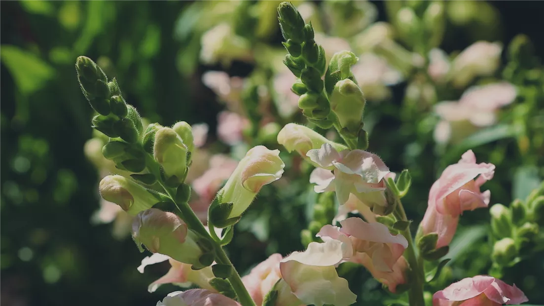 Löwenmaul - Einpflanzen im Garten (Thumbnail).jpg