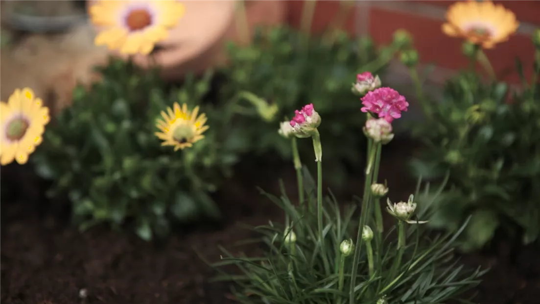 Strandgrasnelke - Einpflanzen im Garten (Thumbnail).jpg