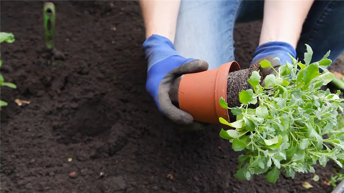Blaukissen - Einpflanzen im Garten (thumbnail).jpg