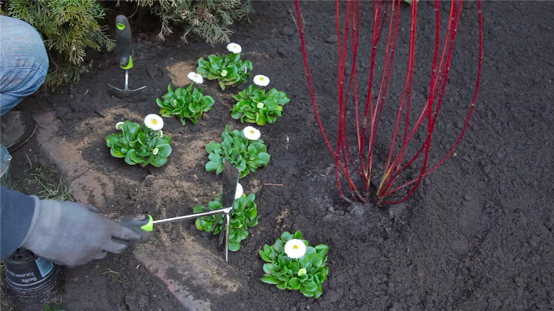 Gänseblümchen - Einpflanzen im Garten (thumbnail).jpg