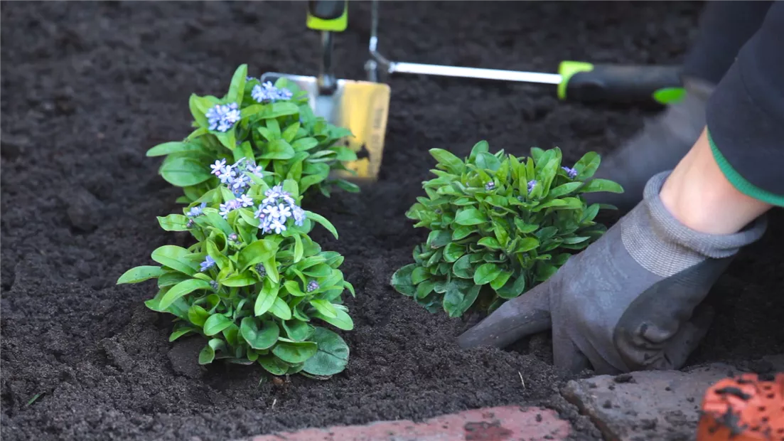 Vergissmeinnicht - Einpflanzen im Garten (thumbnail).jpg