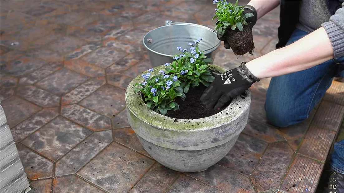 Vergissmeinnicht - Einpflanzen in ein Gefäß (thumbnail).jpg