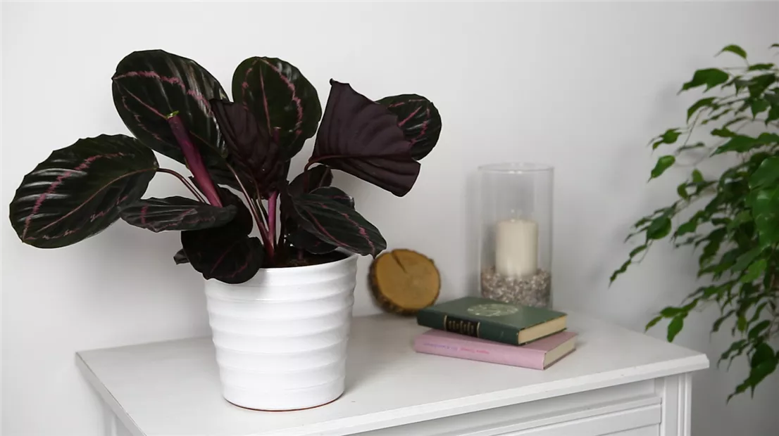 Korbmarante - Einpflanzen in ein Gefäß (Thumbnail).jpg