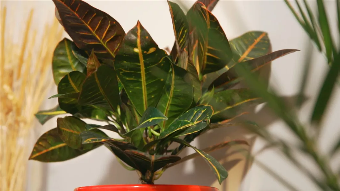 Wunderstrauch - Umtopfen (Thumbnail).jpg Wunderstrauch - Umtopfen (Thumbnail).jpg