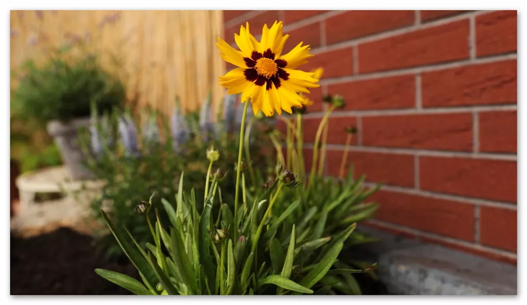 Mädchenauge - Einpflanzen in den Garten (Thumbnail).jpg