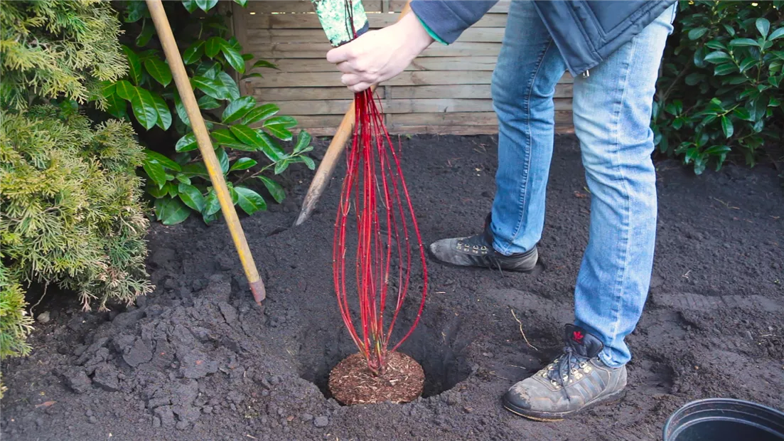 Hartriegel - Einpflanzen im Garten (thumbnail).jpg