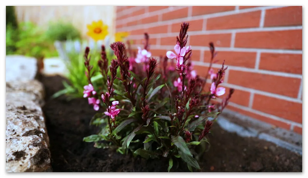 Prachtkerze - Einpflanzen in den Garten (Thumbnail).jpg