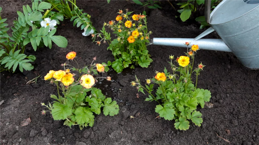 Nelkenwurz - Einpflanzen im Garten (thumbnail).jpg Nelkenwurz - Einpflanzen im Garten (thumbnail).jpg