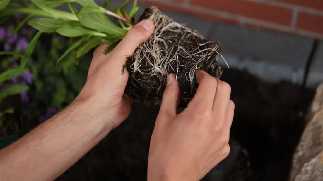 Sonnenbraut - Einpflanzen im Garten (Thumbnail)0.jpg