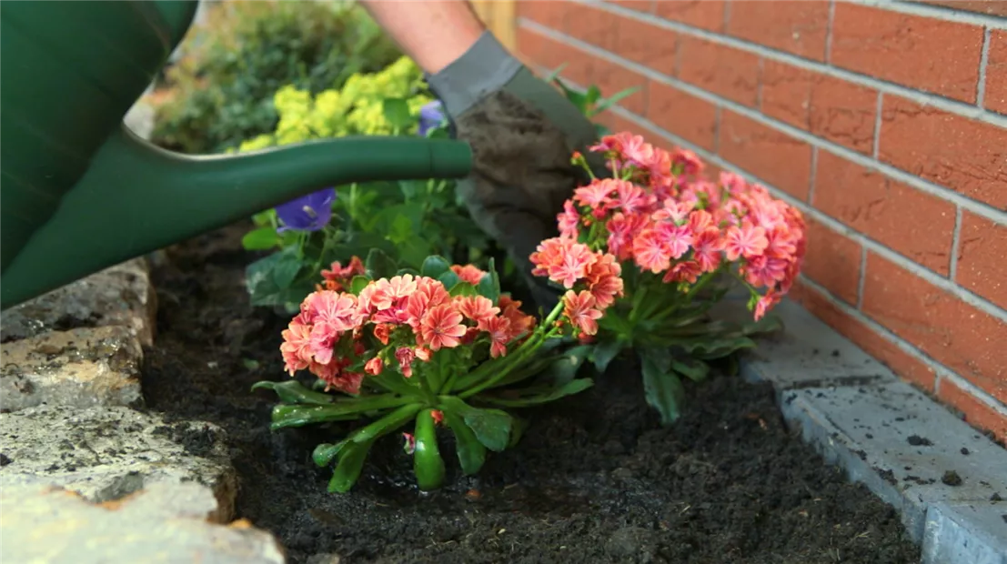 Gewöhnlicher Bitterwurz - Einpflanzen im Garten (Thumbnail).jpg