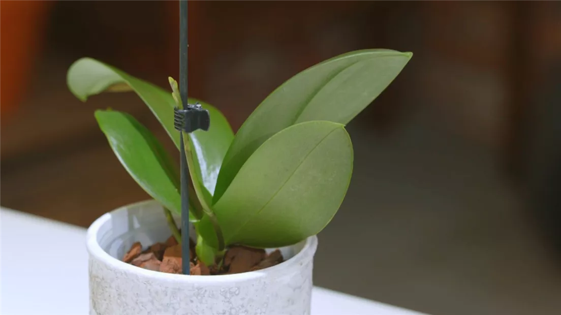 Orchideen - Umtopfen und Pflegen (Thumbnail).jpg