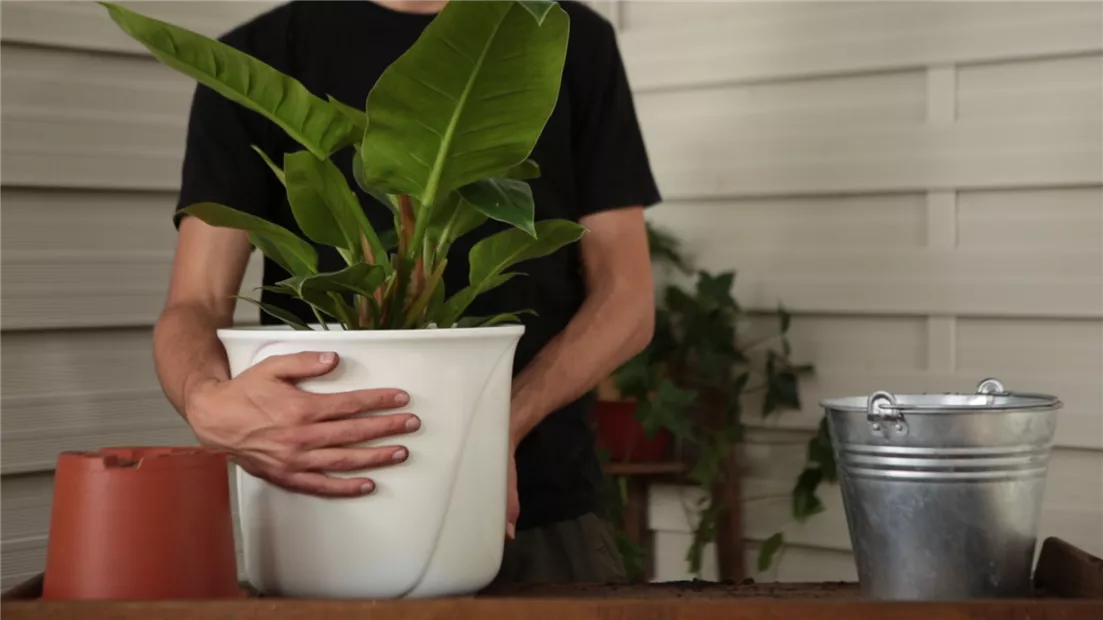 Philodendron - Einpflanzen in ein Gefäß (thumbnail).jpg