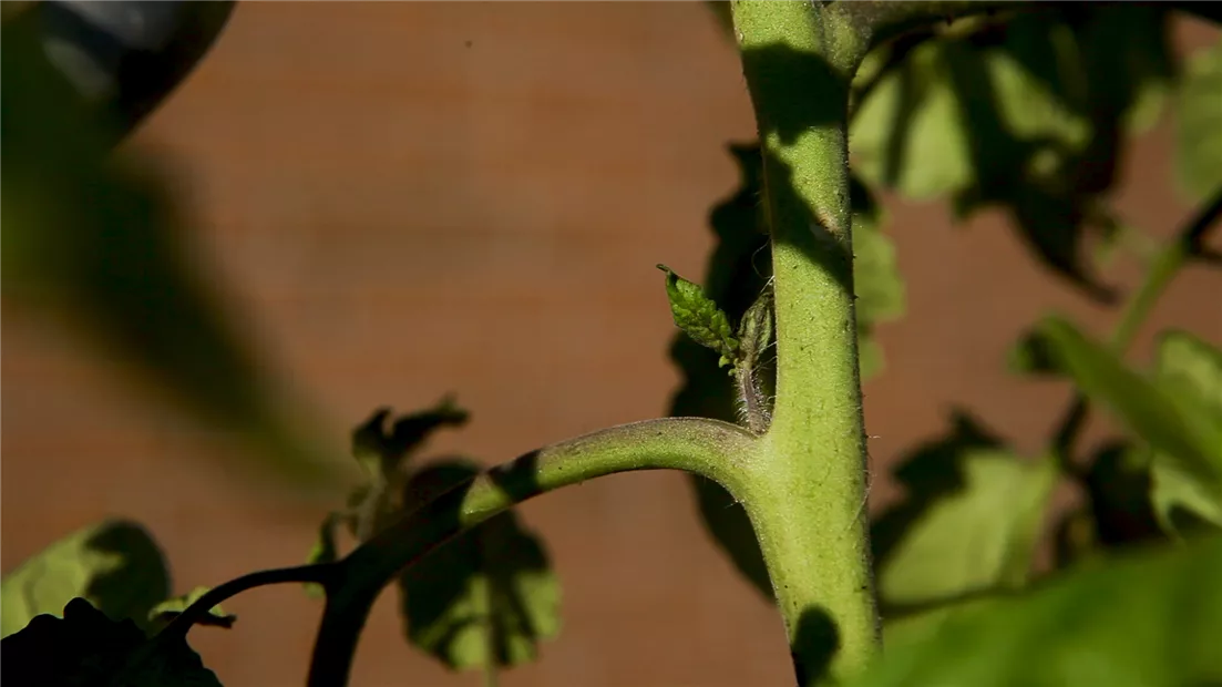 Tomaten - Ausgeizen (thumbnail).jpg