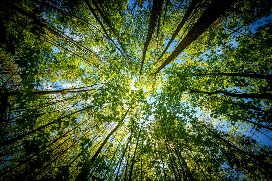 Wald_iStock-2150582876.jpg