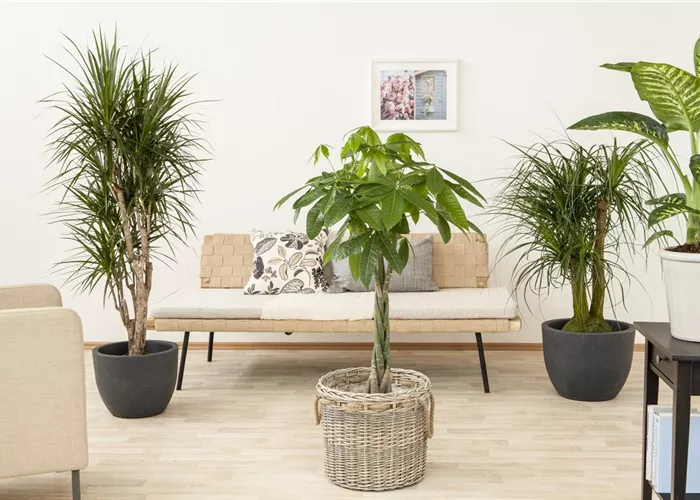 Die Glückskastanie – der asiatische Glücksbringer Die Glückskastanie – der asiatische Glücksbringer