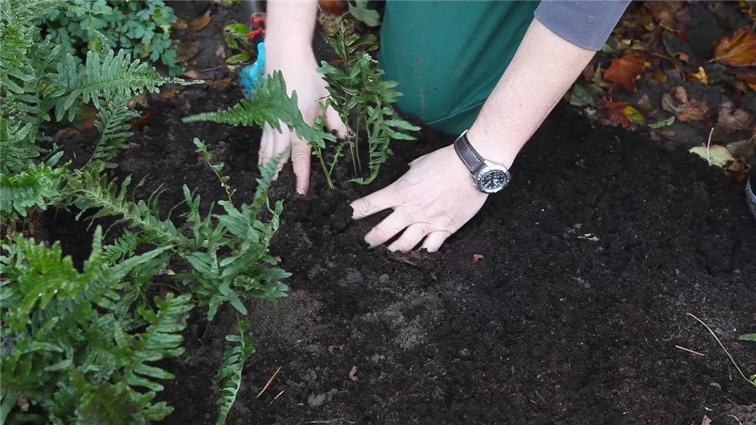 Farn - Teilen und Vermehren (thumbnail).jpg