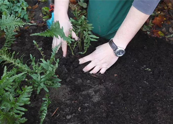 Farn - Teilen und Vermehren