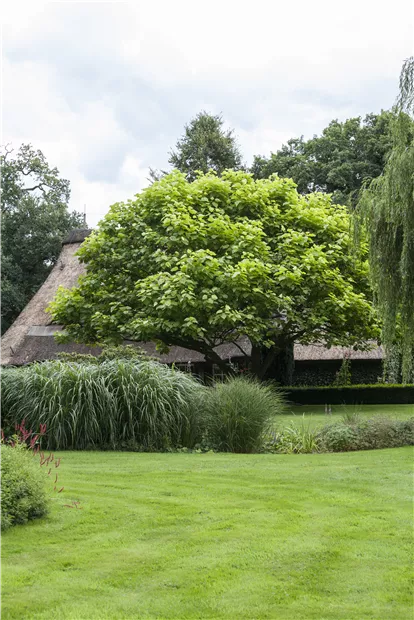 GS503752.jpg GS503752.jpg