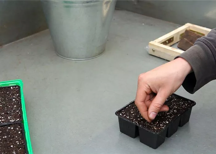 Zwergastern - Aussäen von Samen